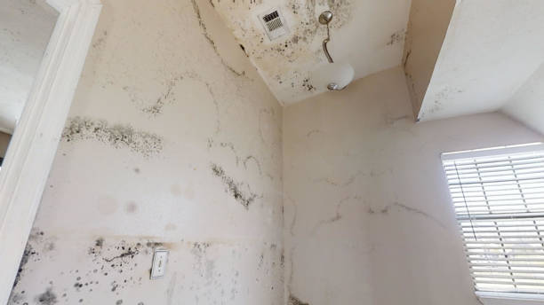 Best Water Damage & Mold Remediation  in Fort Bliss, TX